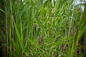 Weeds Never Get Attention
